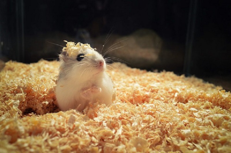 cách tắm cho chuột hamster