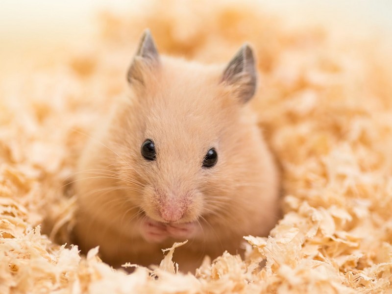 cách làm chuồng cho chuột hamster