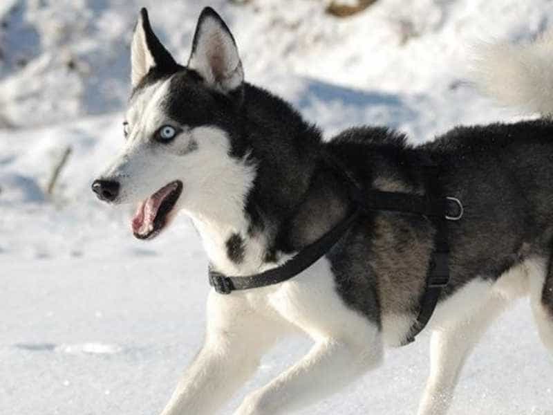 Tìm hiểu về chó Husky có tính khí thế nào chi tiết nhất