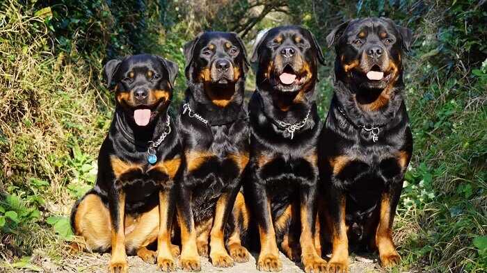 huấn luyện chó rottweiler