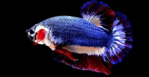 tuổi thọ cá betta