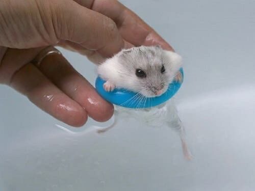 Hướng dẫn cách tắm cho chuột hamster đơn giản