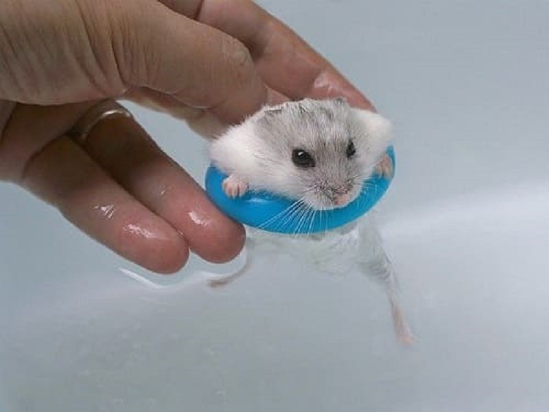 How to bathe a hamster?