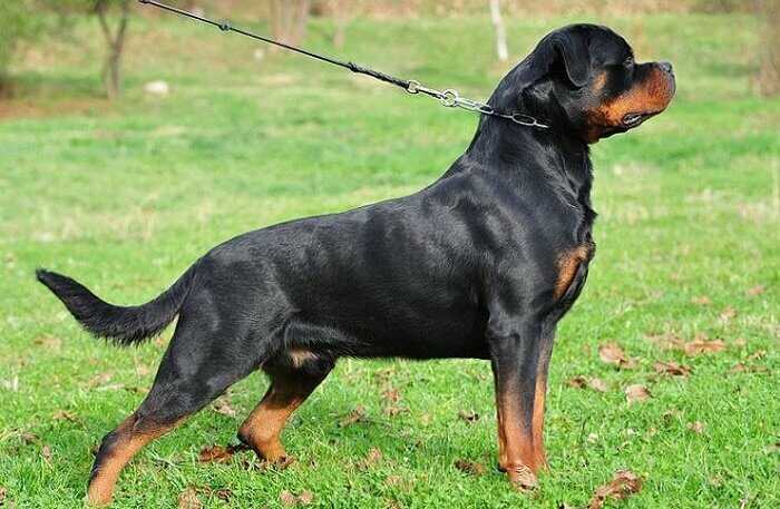 huấn luyện chó rottweiler