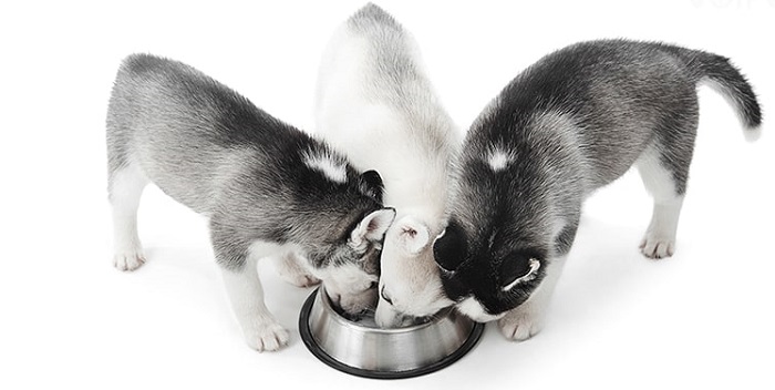 Chó Husky Ăn Gì Giúp Chúng Lớn Nhanh, Khỏe Mạnh & Đẹp Mã?