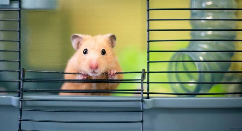 cách tắm cho chuột hamster