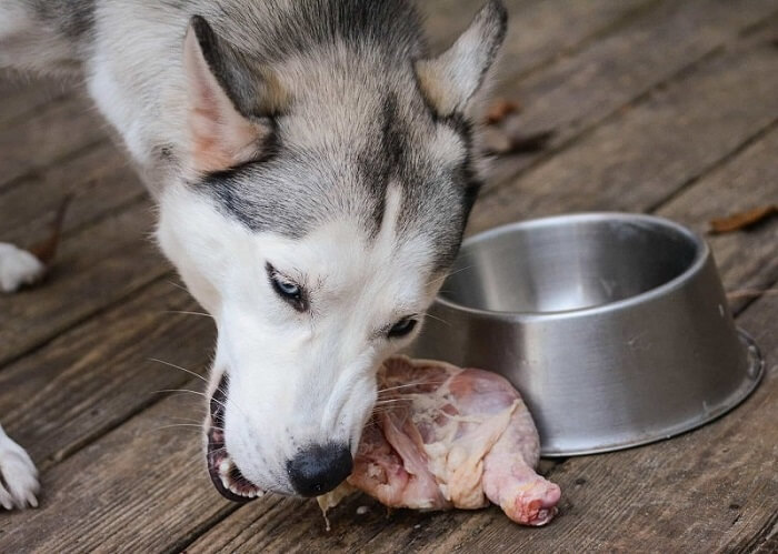 chó husky ăn gì