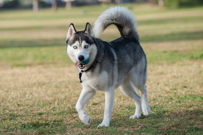 chó husky có tính khí thế nào