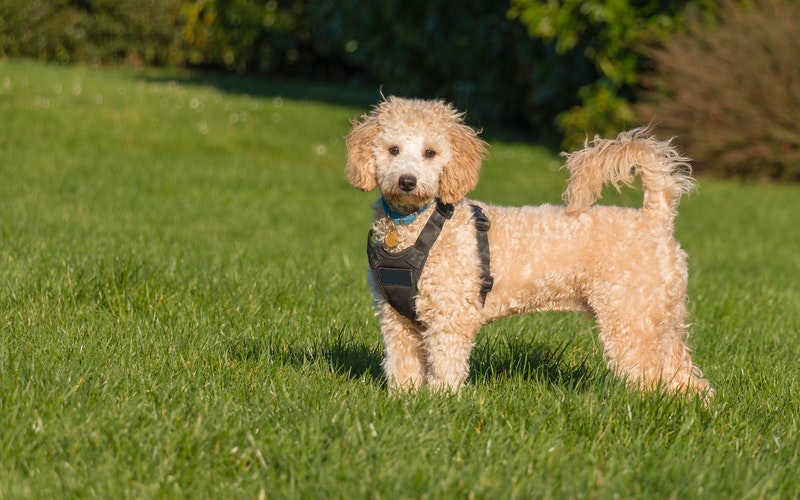 Các loại chó Poodle đẹp được ưa chuộng nhất hiện nay