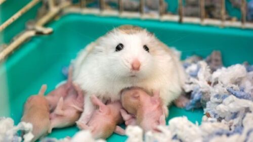 5 điều chủ nuôi cần biết khi chuột Hamster sinh con