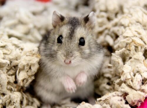 Chuột hamster bao nhiêu tiền? Làm sao để chọn mua được chuột hamster tốt?