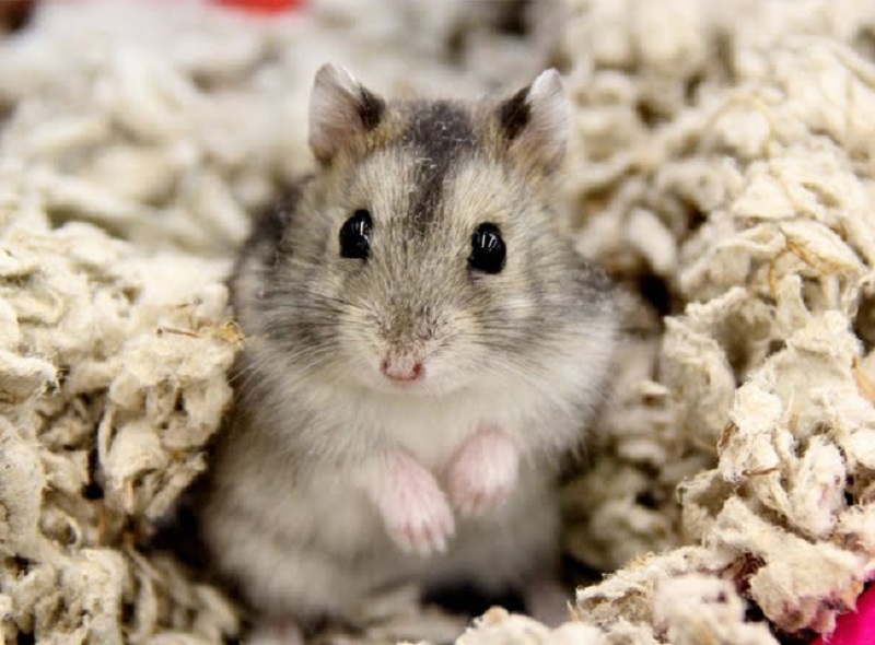 chuột hamster bao nhiêu tiền