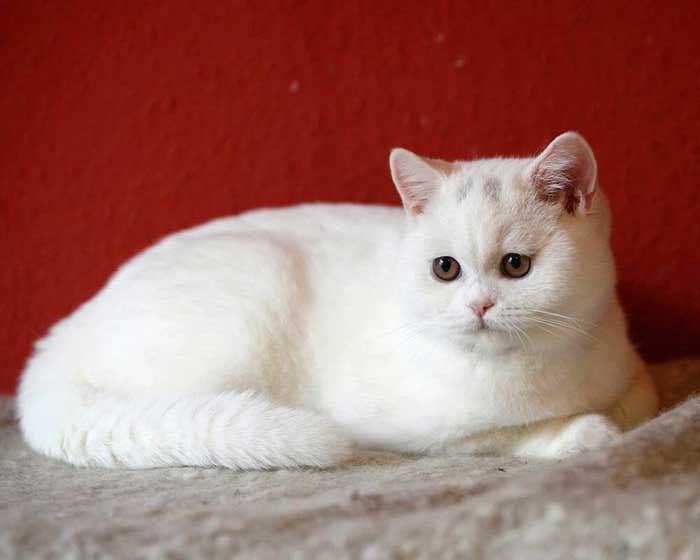 Mèo Anh lông ngắn toàn màu trắng