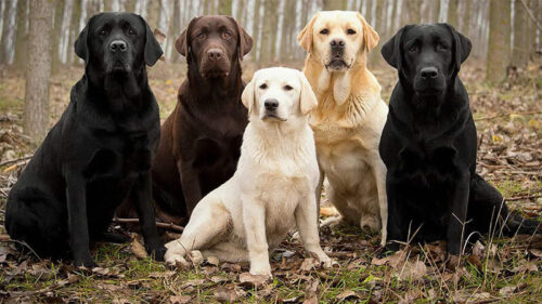 Chó Labrador giá bao nhiêu và yếu tố nào ảnh hưởng đến giá bán?
