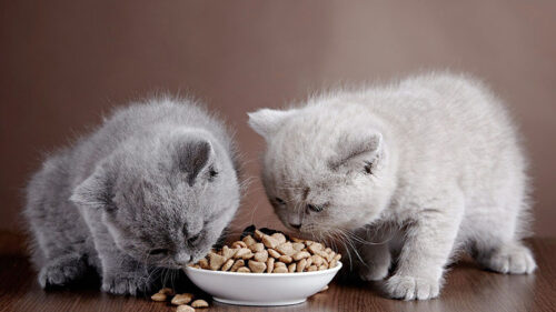 Mèo Anh lông ngắn thích ăn gì? Giải đáp thắc mắc của “con sen”