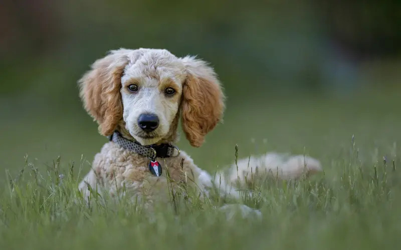 Chó Poodle là giống chó nhỏ xinh xắn, đáng yêu và dễ thương. Nếu bạn có thú cưng chó Poodle đang mang thai, hãy đến phòng khám thú y để được tư vấn và chăm sóc tốt nhất cho cả mẹ và con. Việc quan tâm và chăm sóc thú cưng sẽ giúp bạn tạo nên một tình bạn vĩnh cửu.