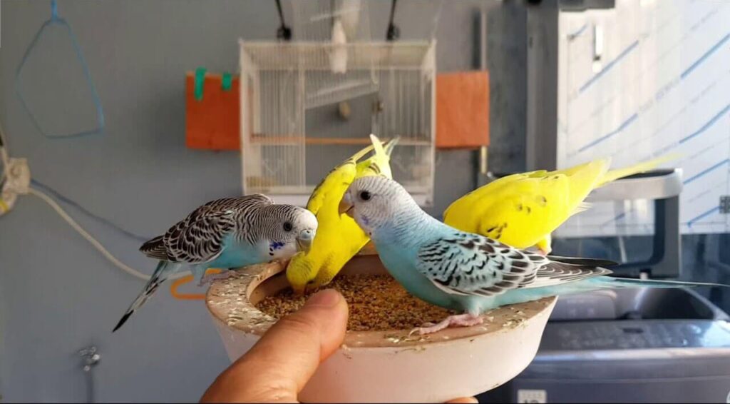 Những lưu ý khi nuôi chim Yến Phụng dành cho người mới tập chơi chim cảnh -  Pet Me Shop