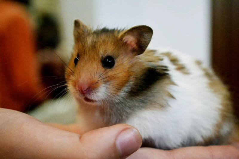 Chuột Hamster cắn có sao không