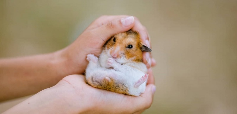 cách tắm cho chuột hamster