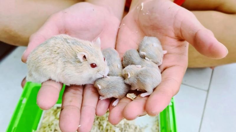 chuột hamster sinh con