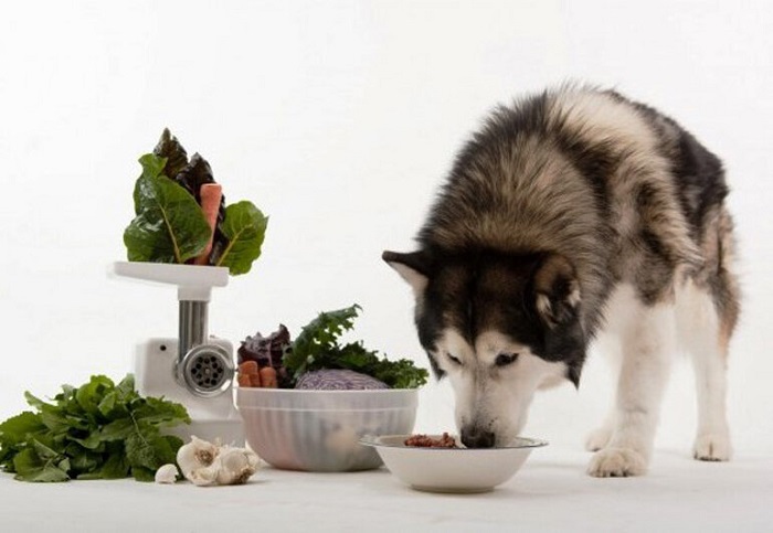 What do Alaskan dogs eat?