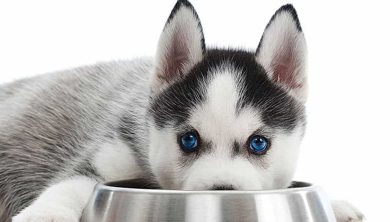 Chó Husky ăn gì giúp chúng lớn nhanh, khỏe mạnh & đẹp mã?