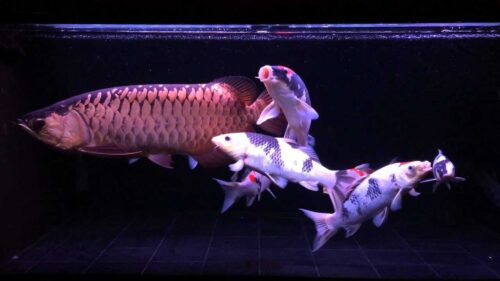 5 loại cá nuôi chung với cá Rồng – Cá rồng nuôi chung được không?