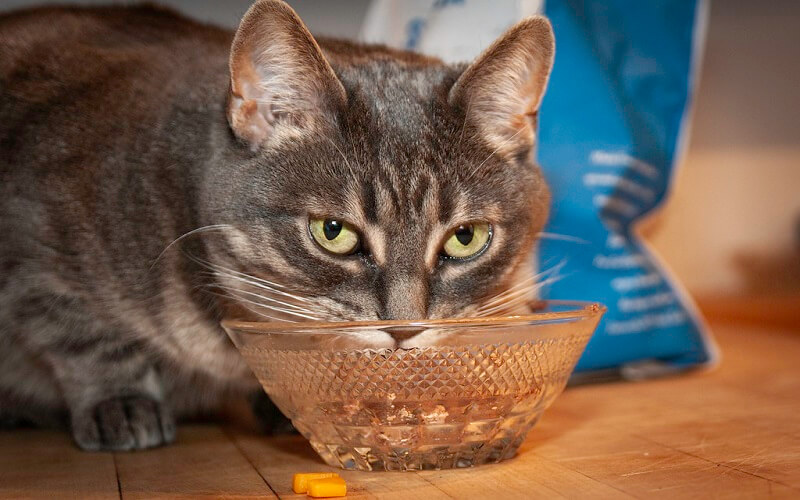mèo ăn gì