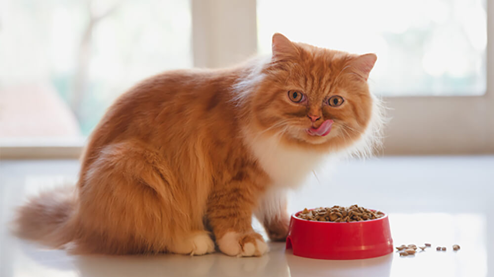 cách cho mèo ăn