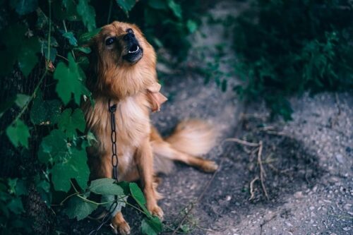 Nguyên nhân chó tru ban đêm – Chó tru có điềm gì hay không?