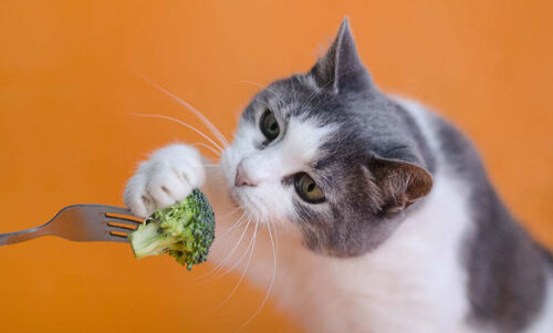 Mèo bị nấm kiêng ăn gì, những điều cần biết khi mèo bị nấm