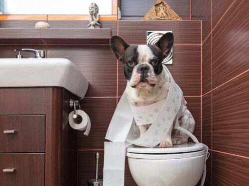 Hướng dẫn cách dạy chó đi vệ sinh đúng chỗ từ A-Z
