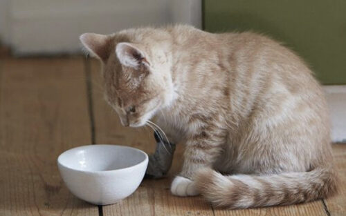 Nguyên nhân khiến mèo bỏ ăn là do đâu? Một số mẹo nhỏ giúp mèo hết biếng ăn