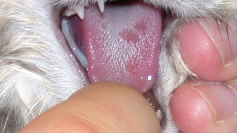 mèo bị lở miệng