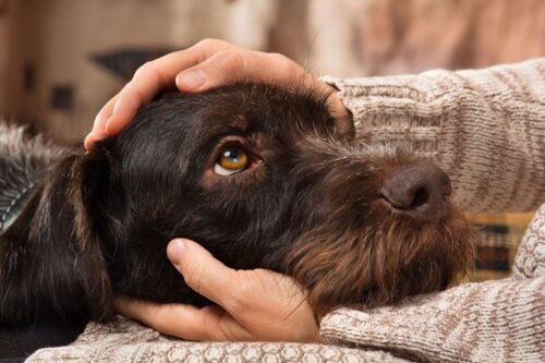 Chó bị co giật: Nguyên nhân, dấu hiệu và cách xử lý nhanh chóng