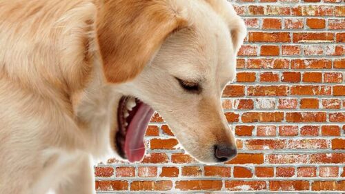 Bệnh chó bị ho khạc: Nguyên nhân, triệu chứng và cách điều trị