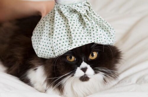 Chăm sóc thú cưng: Khi “boss” mèo bị sốt bạn phải làm sao?