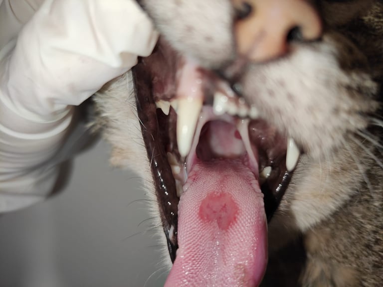 Cách điều trị loét miệng cho mèo là gì?