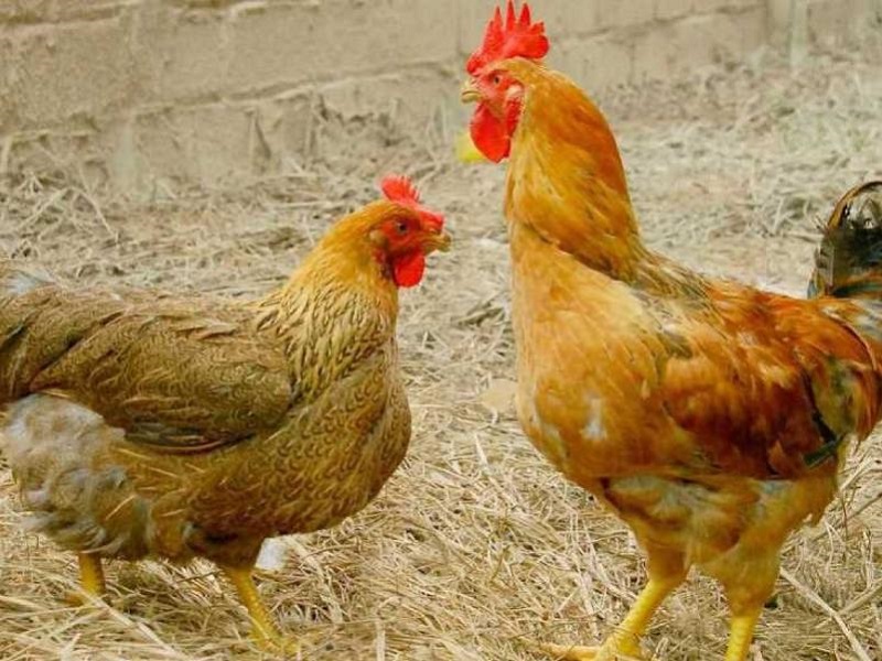Gà bị tụ huyết trùng do đâu? Cách nhận biết và điều trị hiệu quả gà bị tụ huyết trùng