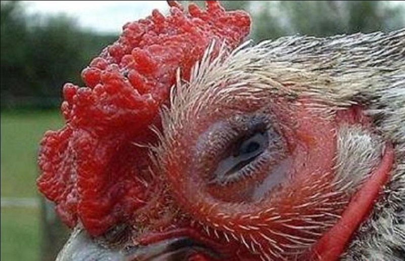 Nguyên nhân và cách điều trị khi gà bị đậu sưng mắt như thế nào