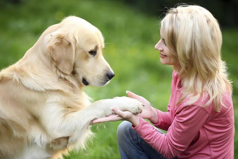 cách dạy chó bắt tay