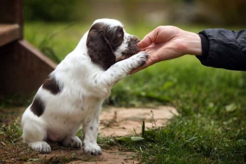 Hướng dẫn cách dạy chó bắt tay thành thục chỉ trong một ngày 