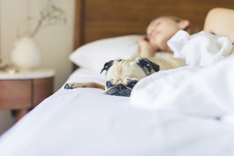 chó Pug con mới đẻ