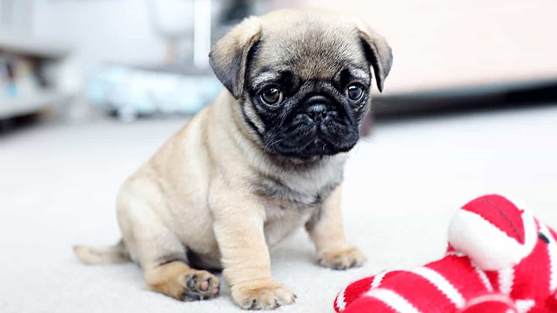 chó Pug con mới đẻ