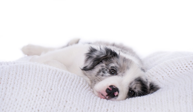 Đau bụng ở chó thuốc đau bụng cho chó Lựa chọn và cách sử dụng hiệu quả