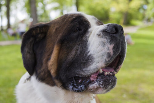 Kinh nghiệm tìm nguyên nhân chó bị sùi bọt mép và cách điều trị