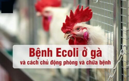 Bệnh E. coli trên gà