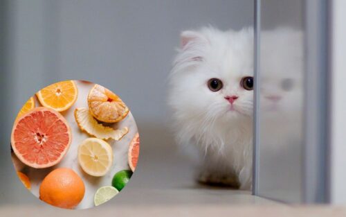 Mèo không ăn được gì? Những thực phẩm tuyệt đối không được cho mèo ăn