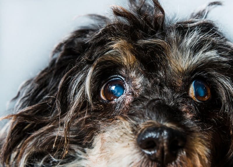 What are the causes and symptoms of greenish eye opacity in dogs?