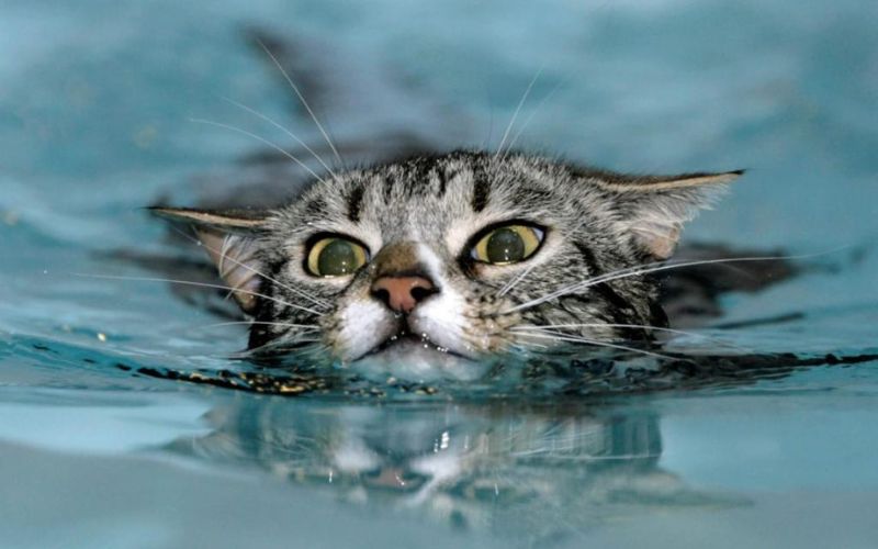 Tại sao mèo sợ nước